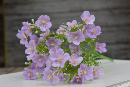 Lavendar Baby's Breath Pick 14in