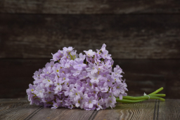 Lavendar Lilac Pick 13in