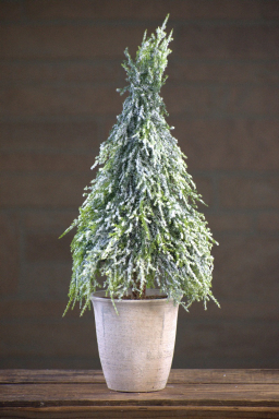 Icy Downswept 18in Potted Tree