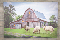 Country Sheep w/ 3 LED Lights 16x24in